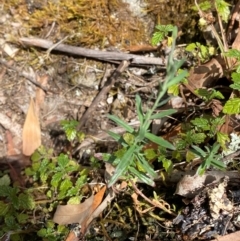 Epilobium billardiereanum subsp. hydrophilum at Namadgi National Park - 27 Nov 2023