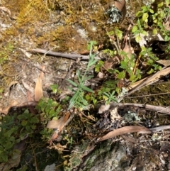 Epilobium billardiereanum subsp. hydrophilum at Namadgi National Park - 27 Nov 2023