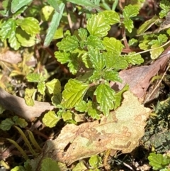 Australina pusilla subsp. muelleri (Small Shade Nettle) at Namadgi National Park - 27 Nov 2023 by Tapirlord