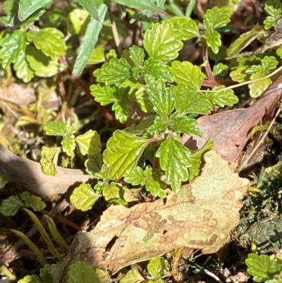 Australina pusilla subsp. muelleri (Small Shade Nettle) at Namadgi National Park - 27 Nov 2023 by Tapirlord