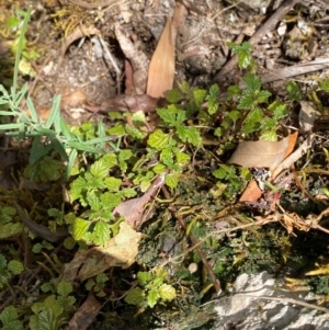 Australina pusilla subsp. muelleri at Namadgi National Park - 27 Nov 2023
