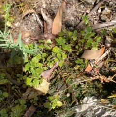 Australina pusilla subsp. muelleri at Namadgi National Park - 27 Nov 2023