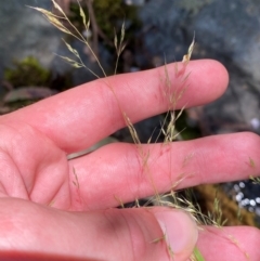 Lachnagrostis filiformis at Namadgi National Park - 27 Nov 2023 12:59 PM