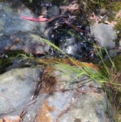 Lachnagrostis filiformis at Namadgi National Park - 27 Nov 2023