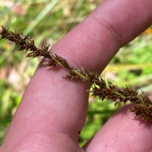 Carex appressa at Namadgi National Park - 27 Nov 2023