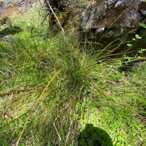 Carex appressa at Namadgi National Park - 27 Nov 2023