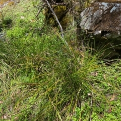 Carex appressa at Namadgi National Park - 27 Nov 2023 12:59 PM