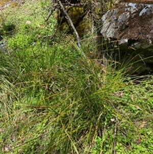 Carex appressa at Namadgi National Park - 27 Nov 2023