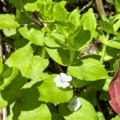 Gratiola peruviana (Australian Brooklime) at Namadgi National Park - 27 Nov 2023 by Tapirlord