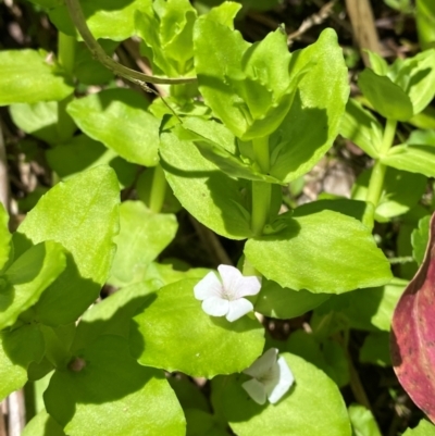 Gratiola peruviana (Australian Brooklime) at Uriarra Village, ACT - 27 Nov 2023 by Tapirlord