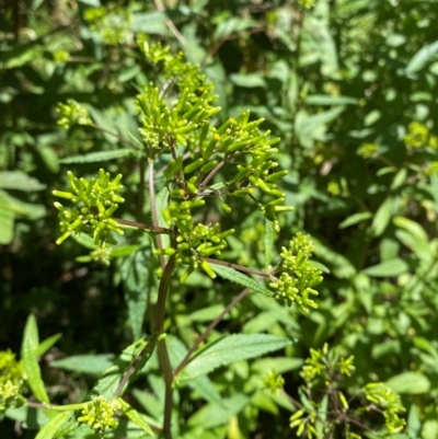 Senecio minimus (Shrubby Fireweed) at Lower Cotter Catchment - 27 Nov 2023 by Tapirlord