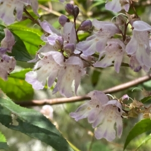 Prostanthera lasianthos at Lower Cotter Catchment - 27 Nov 2023 12:48 PM