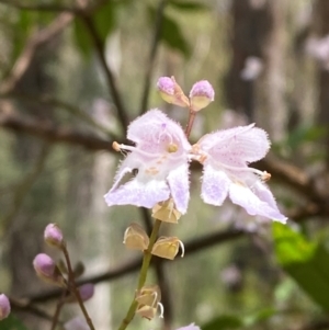 Prostanthera lasianthos at Lower Cotter Catchment - 27 Nov 2023 12:48 PM