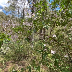 Prostanthera lasianthos at Lower Cotter Catchment - 27 Nov 2023 12:48 PM