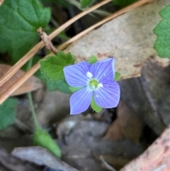Veronica calycina (Hairy Speedwell) at Lower Cotter Catchment - 27 Nov 2023 by Tapirlord