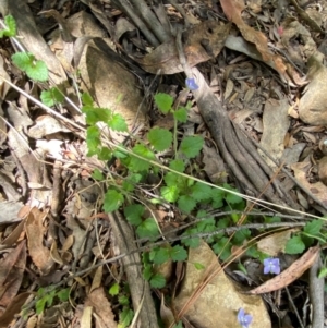 Veronica calycina at Lower Cotter Catchment - 27 Nov 2023