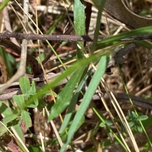 Wahlenbergia multicaulis at Lower Cotter Catchment - 27 Nov 2023 12:11 PM