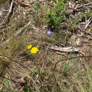 Wahlenbergia multicaulis at Lower Cotter Catchment - 27 Nov 2023 12:11 PM