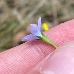 Wahlenbergia multicaulis at Lower Cotter Catchment - 27 Nov 2023 12:11 PM