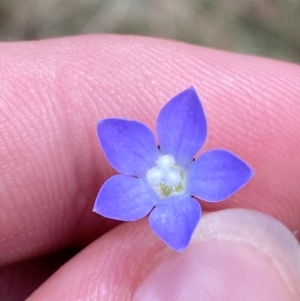 Wahlenbergia multicaulis at Lower Cotter Catchment - 27 Nov 2023 12:11 PM