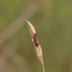 Leistomorpha brontoscopa (A concealer moth) at Bruce Ridge - 26 Sep 2023 by ConBoekel