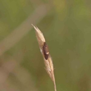 Leistomorpha brontoscopa at Bruce Ridge - 26 Sep 2023