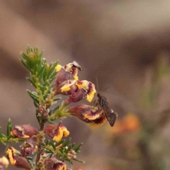 Leistomorpha brontoscopa at Bruce Ridge - 26 Sep 2023 10:06 AM