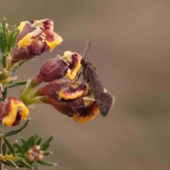 Leistomorpha brontoscopa at Bruce Ridge - 26 Sep 2023 10:06 AM