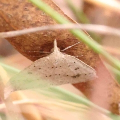 Taxeotis stereospila (Oval-spot Taxeotis (Oenochrominae)) at Bruce Ridge to Gossan Hill - 26 Sep 2023 by ConBoekel