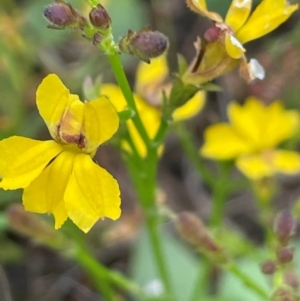 Goodenia paniculata at QPRC LGA - 1 Jan 2024