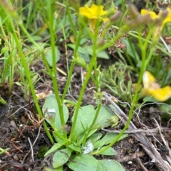 Goodenia paniculata at QPRC LGA - 1 Jan 2024