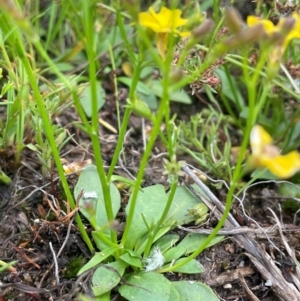 Goodenia paniculata at QPRC LGA - 1 Jan 2024