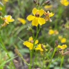 Goodenia paniculata at QPRC LGA - 1 Jan 2024