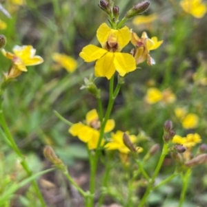 Goodenia paniculata at QPRC LGA - 1 Jan 2024