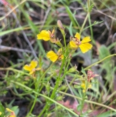 Goodenia paniculata at QPRC LGA - 1 Jan 2024