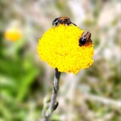 Phyllotocus sp. (genus) (Nectar scarab) at Perisher Valley, NSW - 30 Dec 2023 by mahargiani
