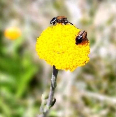 Phyllotocus sp. (genus) (Nectar scarab) at Perisher Valley, NSW - 30 Dec 2023 by mahargiani