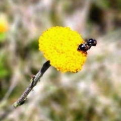 Phyllotocus sp. (genus) at Kosciuszko National Park - 30 Dec 2023 11:25 AM