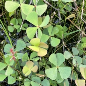 Marsilea costulifera at QPRC LGA - 1 Jan 2024