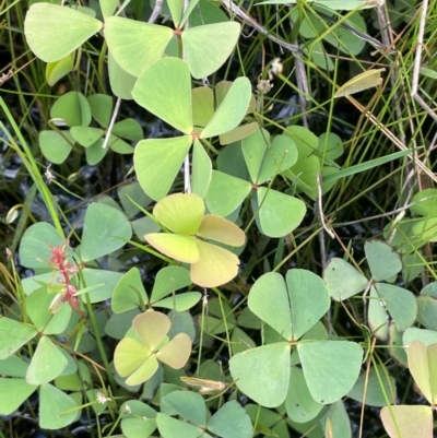 Marsilea costulifera (Nardoo) at QPRC LGA - 1 Jan 2024 by JaneR