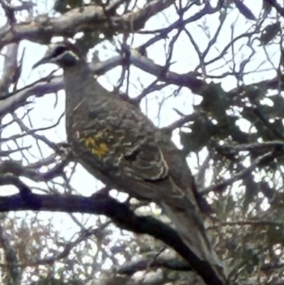 Phaps chalcoptera (Common Bronzewing) at Aranda Bushland - 2 Jan 2024 by lbradley