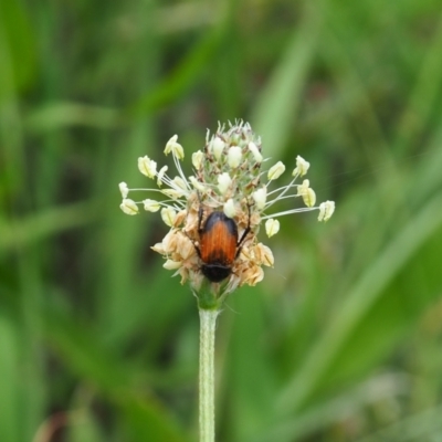 Phyllotocus navicularis (Nectar scarab) at Griffith Woodland - 1 Jan 2024 by JodieR