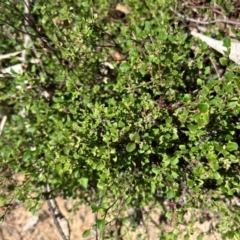 Einadia hastata (Berry Saltbush) at Kambah, ACT - 22 Dec 2023 by dwise