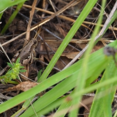 Phaulacridium vittatum (Wingless Grasshopper) at Griffith, ACT - 1 Jan 2024 by JodieR