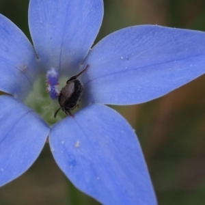 Eurys sp. (genus) at Griffith Woodland (GRW) - 1 Jan 2024