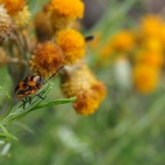 Aporocera (Aporocera) speciosa (Leaf Beetle) at Griffith, ACT - 1 Jan 2024 by JodieR