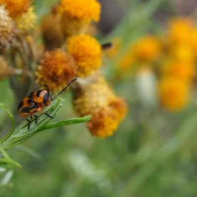 Aporocera (Aporocera) speciosa (Leaf Beetle) at Griffith Woodland - 1 Jan 2024 by JodieR