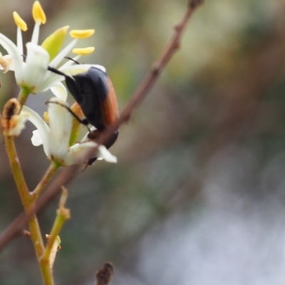 Phyllotocus navicularis (Nectar scarab) at Griffith, ACT - 1 Jan 2024 by JodieR