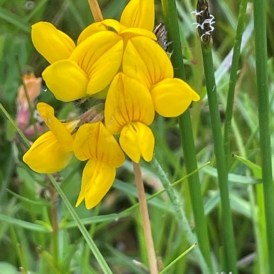 Lotus corniculatus (Birds-Foot Trefoil) at QPRC LGA - 1 Jan 2024 by JaneR