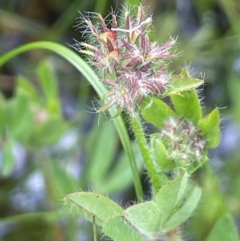 Lotus corniculatus at QPRC LGA - 1 Jan 2024 05:16 PM